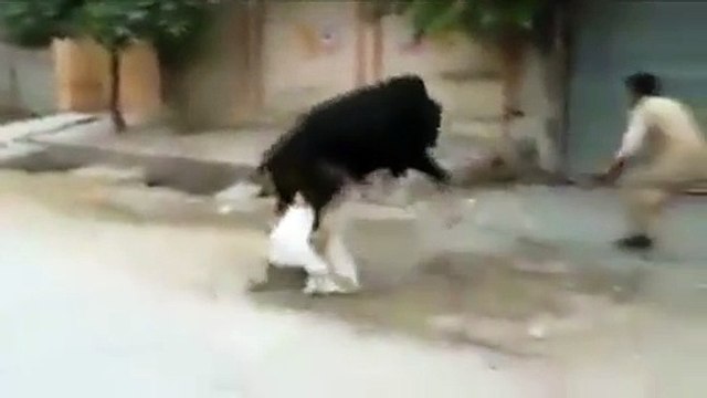 Cow Qurbani | Funny Compilation of Cow Running in Karachi Road | Eid Ul Adha 2018 & 2019