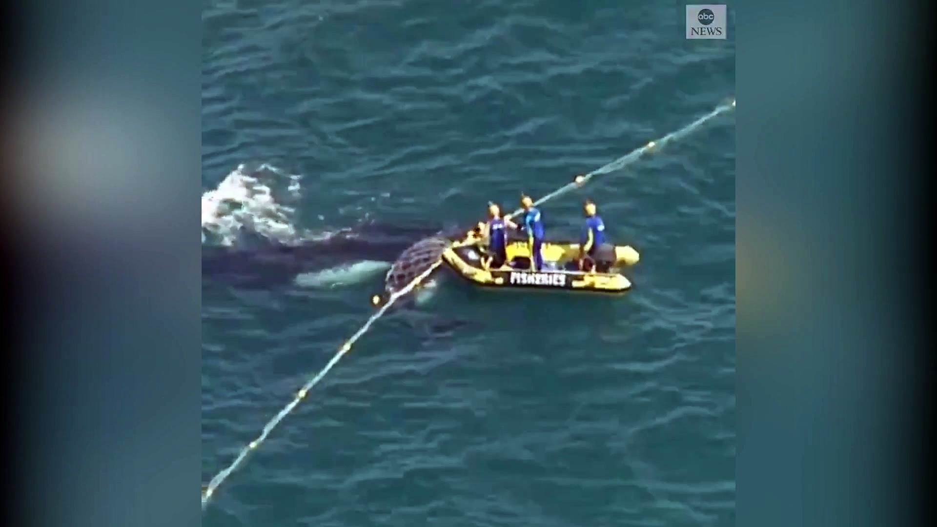 Köpek balığı ağına takılan balinanın annesi, yanından