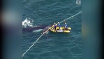 Köpek balığı ağına takılan balinanın annesi, yanından ayrılmadı