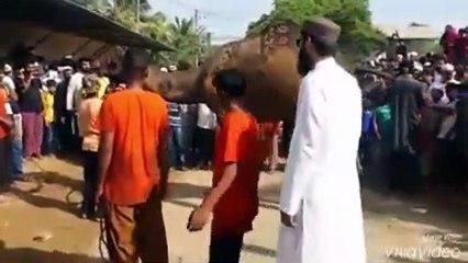 Qurbani Of Camel Part 1 | 2019 | Eid - e - Qurban