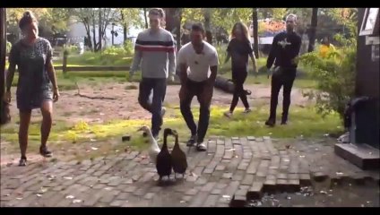 De eendjes worden gevangen deel 2 - 27 september 2019.