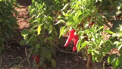 3. Şanlıurfa Lezzetleri ve İsot Festivali