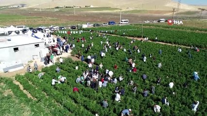 İsot Festivali renkli görüntülerle başladı.