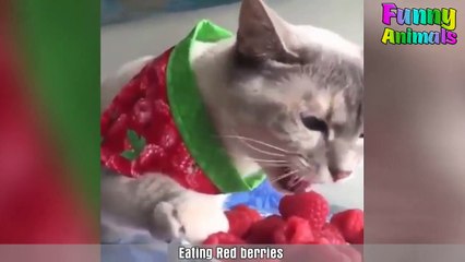 ♥Cutest Cat Ever - Most Adorable Kittens Compilation 2018♥