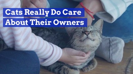 Cats Are Nicer Than They Seem