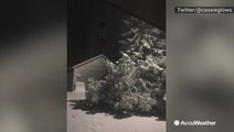 Tree branches already carrying the weight of the heavy, wet snow falling in Montana