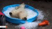 Here's What Happens When Polar Bear Finds A Pool Filled With Ice