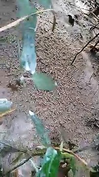 Il découvre des milliers d'asticots dans son jardin, ça grouille