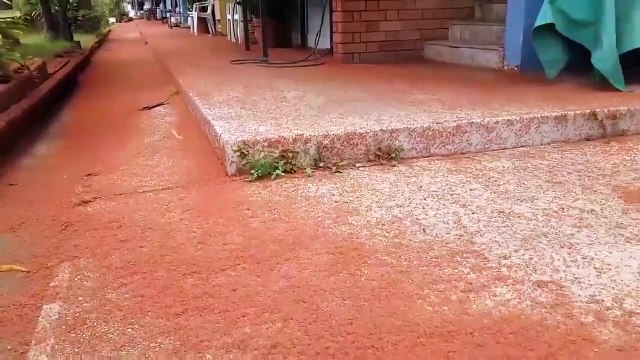 Des millions de crabes rouges envahissent les rues de cette villes