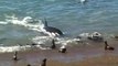Une orque vient jusque sur la plage pour chasser le phoque