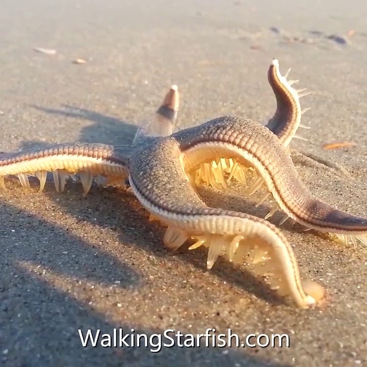 Regardez cette étoile de mer en train de marcher... Magnifique