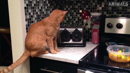 Try Not To Laugh Nov 2018 | Funny Cat Compilation | Funny Animals Videos