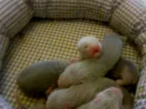 Bébés furets