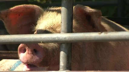 충남 홍성군 도축창에서 의심 신고...19마리 폐사 / YTN