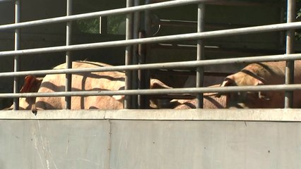 서울 이남서 첫 의심 신고...충남 홍성 도축장 19마리 폐사 / YTN