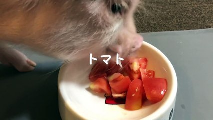 トコちゃん、食べる姿と咀嚼音