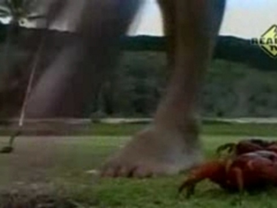 L'invasion des crabes de l'île Christmas