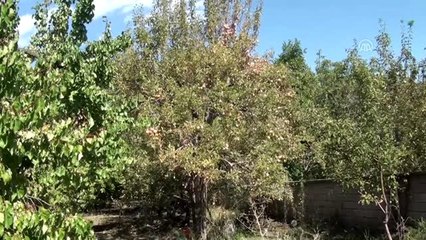 Tescilli "uzun elma" pazara indi - KARS