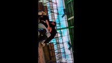 Tik Tokのかわいい動物達