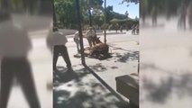 Enfrentamiento entre animalistas y cocheros de Sevilla al desplomarse un caballo en plena calle