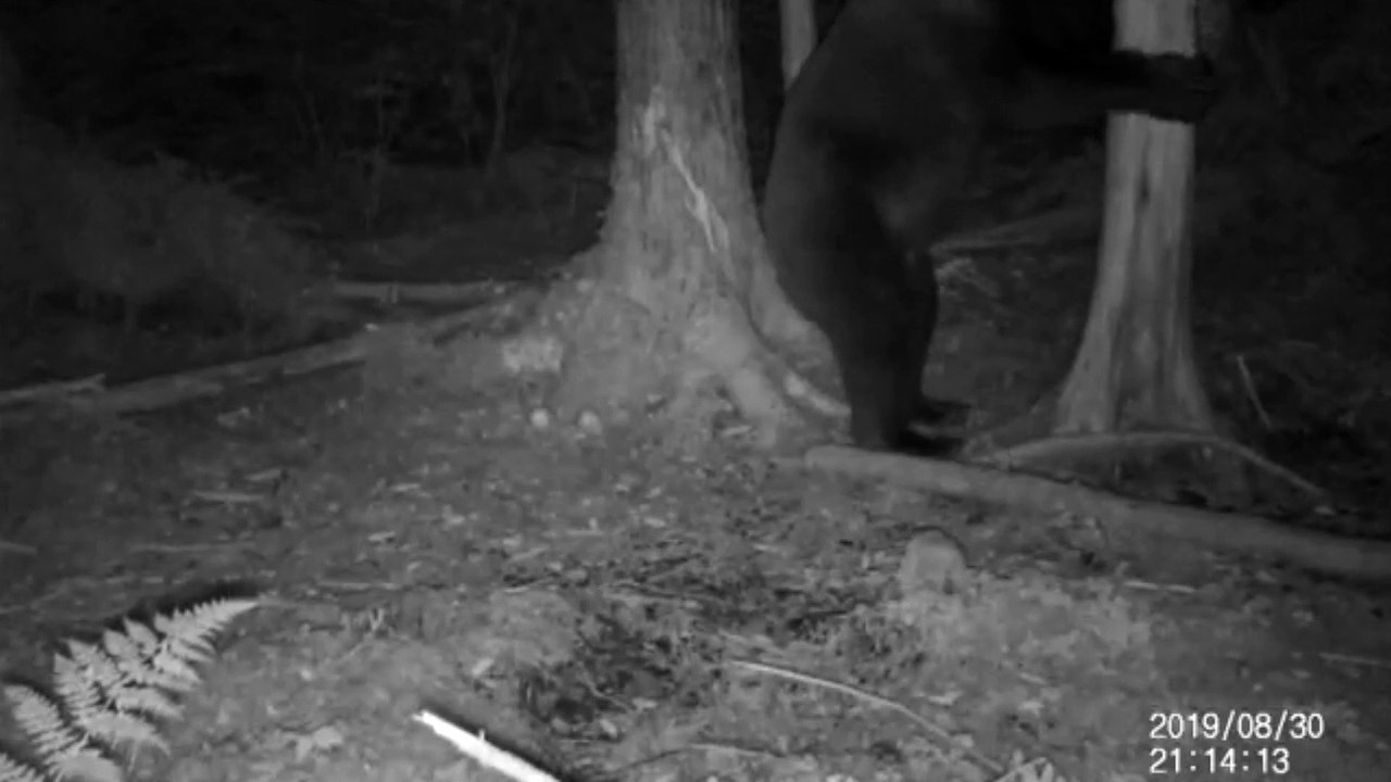 Bear with Itchy Backside