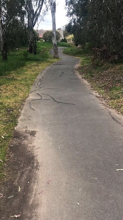 Helpful Magpie Scares Snake Away from Path