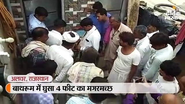 घर के बाथरूम का दरवाजा खोलते ही महिला को दिखा मगरमच्छ, वन विभाग ने किया रेस्क्यू