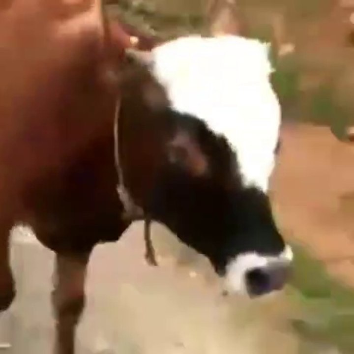 Tosunuyla çocuklar gibi şen bir şekilde koşup eğlenen karadenizli emmi
