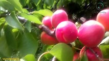 Apricot (khubani) Amazing Benefits , storage, fun facts||Nuturemite English