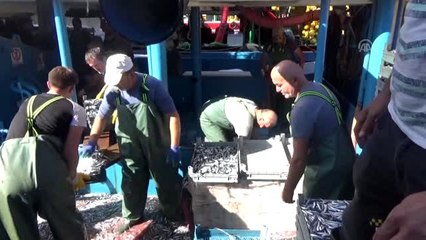 Karadeniz'de hamsi bolluğu balıkçıları sevindirdi - DÜZCE
