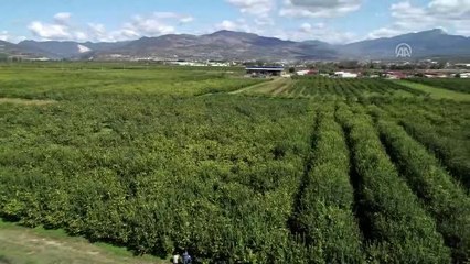 "Geyve ayvası" çiftçinin yüzünü güldürdü