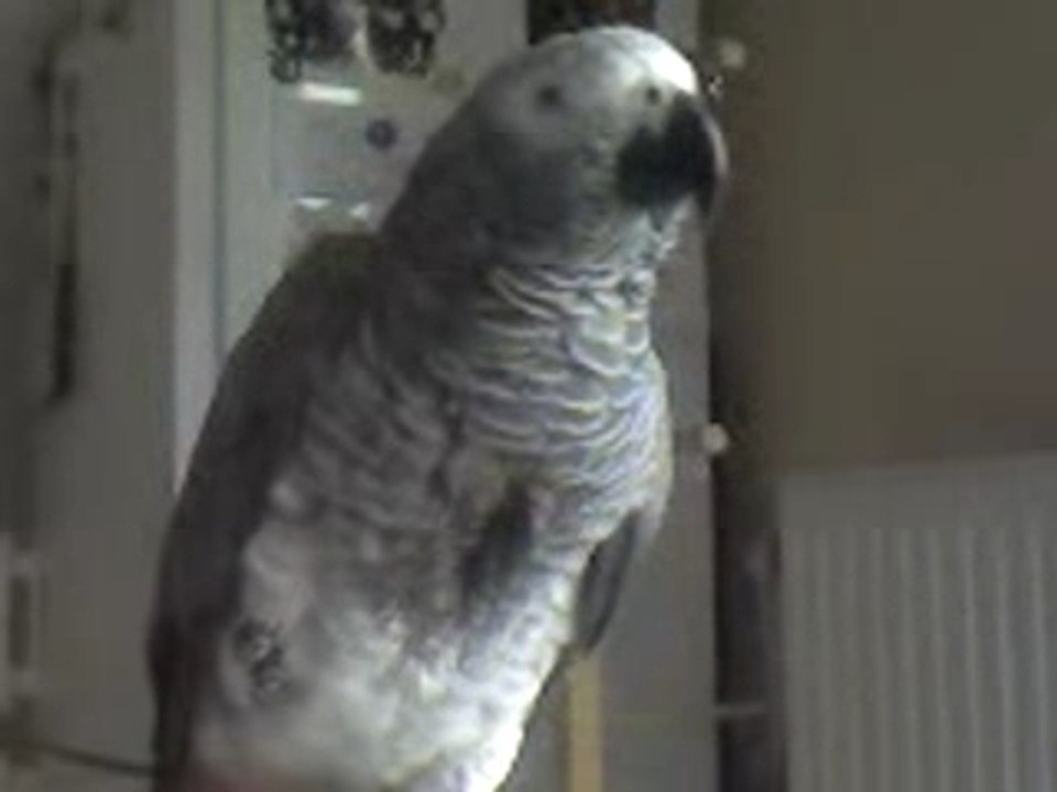 miko dit "pardon-bisou papa-bonjour"