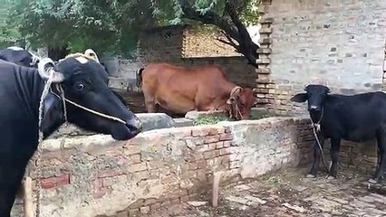 Animals chewing on stuff