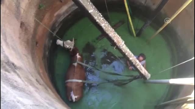 Kuyuya düşen inek itfaiye ekiplerince kurtarıldı