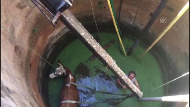 Kuyuya düşen inek itfaiye ekiplerince kurtarıldı - MUĞLA