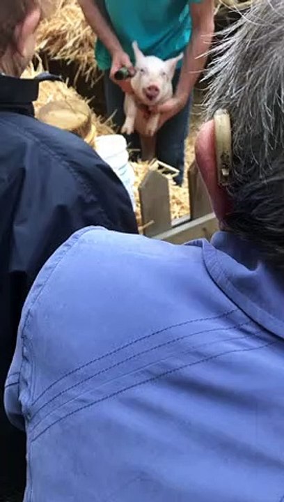 Ste gemmes-Cochon-crie