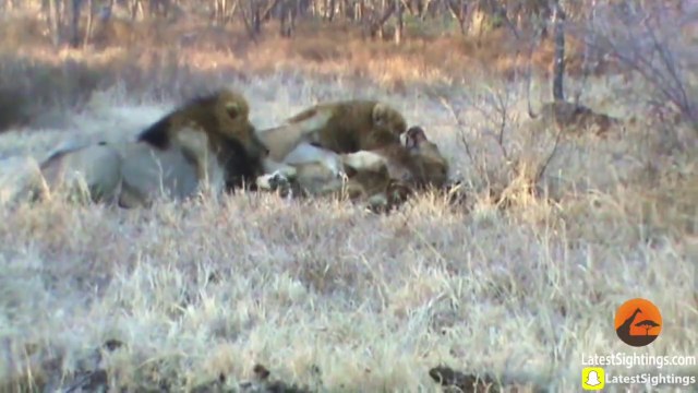 Quand des buffles sauvent la vie d'un lion malmené par 2 autres lions