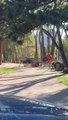 Un élan en colère sème la panique à Estes Park dans le Colorado