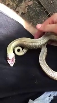 Il nous montre comment neutraliser un serpent