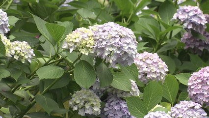 수국으로 음주 후 '블랙 아웃' 예방 / YTN