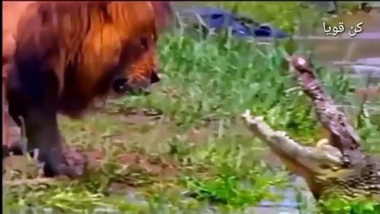 تمساح شجاع يهاجم الأسود المفترسة