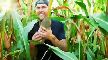 Play in the maize maze