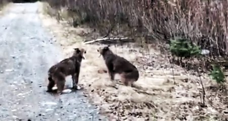 Çiftleşme döneminde bölgelerini genişletmeye çalışan iki vaşağın karşılaşması saniye saniye kaydedildi
