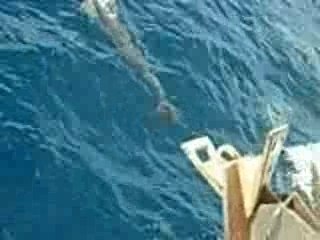 Dauphins Sortie KATABAMBO