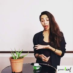 Malaika Arora Official, carry aloe vera