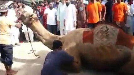Qurbani Of Camel Part 1 | 2019 | Eid - e - Qurban
