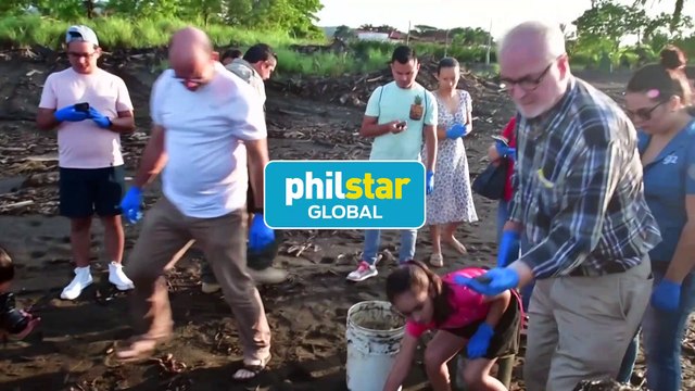 157 newborn turtles swim to Costa Rica ocean
