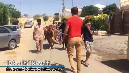 Qurbani Of Cow Part 1 | 2019 | Eid - e - Qurban