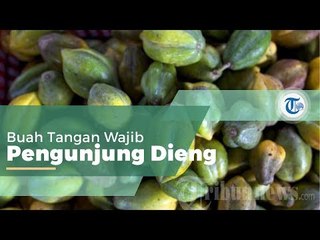 Carica, Buah Tangan Khas Dataran Tinggi Dieng