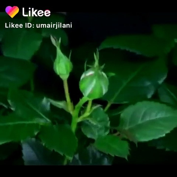 info of plant